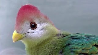 Redcrested Turaco  Exotic Birds [upl. by Lellih]