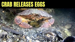 Red Rock Crab Releasing Eggs  Salish Sea Marine Wildlife [upl. by Ravel]