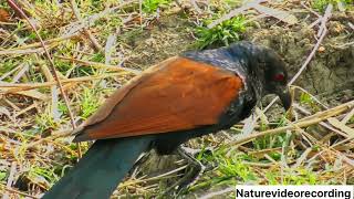 Beautiful Greater Coucal [upl. by Ym]