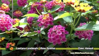 Lantana Landmark™ Rose Sunrise [upl. by Erv]