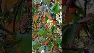 59😲Diospyros kaki 🏵️ playlist grădini înflorite 307 video [upl. by Maupin]