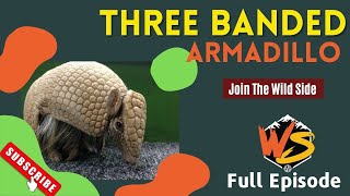 Three Banded Armadillo Facts A Real Life Pokemon [upl. by Malca14]