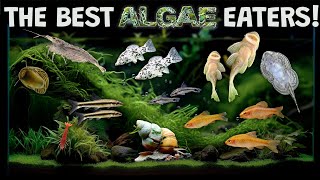 The Best Algae Eaters For Your Aquarium Fish Tank The Good The Bad and The Useless [upl. by Dell]