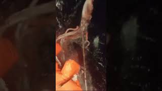 NEW RARE LIVE GIANT SQUID FOOTAGE [upl. by Eerej]