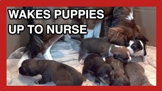 DOG WAKES UP PUPPIES TO NURSE THEM  2 weeks old [upl. by Gerhan511]