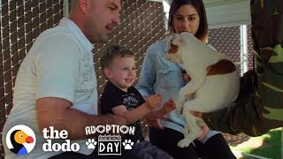 This Pittie Was Pregnant In A Shelter When She Found The Best Family  The Dodo Adoption Day [upl. by Ylle]