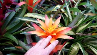 Guzmania bromeliads explained growing and care for guzmania [upl. by Lambart]