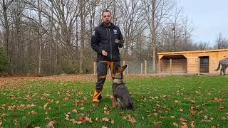 How to train your puppy to FOCUS HEEL  pt 1 Flip Finish [upl. by Wie]