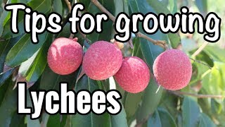 Petes Tips for Growing Lychees in South Florida [upl. by Ytisahc]