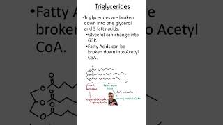 Triglyceride breakdown [upl. by Curtis428]