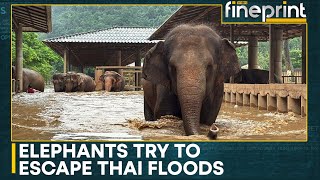 Thailands National Animal Caught In Natures Fury  World News  WION Fineprint [upl. by Ierna294]