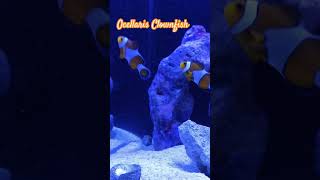 Ocellaris Clownfish aquariumfish nature aquarium fish [upl. by Gothar]