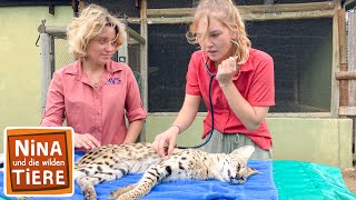 Die geheimnisvolle Raubkatze namens Serval  Reportage für Kinder  Nina und die wilden Tiere [upl. by Maxantia]