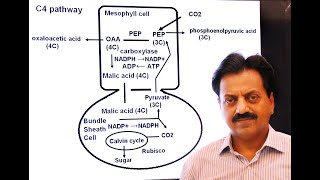 First Year  Chapter 11  Bioenergetics  Part 19  C4 Pathway  CAM Pathway  Modes of CO2 Fixation [upl. by Retrac]