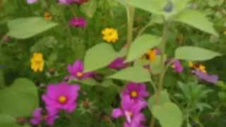 Schmetterlings und Insektenwiese Bad Soden am Taunus★Butterfly and insect meadow [upl. by Harper]