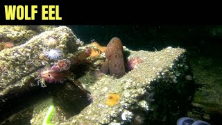 Wolf Eel 13  Salish Sea Marine Wildlife [upl. by Orv]