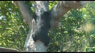 Sloth Bear climbing down [upl. by Meagher]