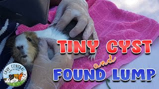 Guinea pig small cyst and lump and how to treat at Cavy Central Guinea pig rescue [upl. by Aivatra]