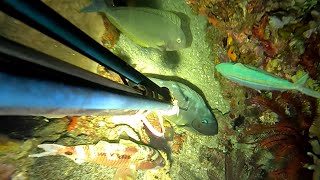 EP 210 NIGHT SPEARFISHING PHILIPPINES  UNEXPECTED BIG UNICORNFISH  CATCH N SELL  SISIDBIRI [upl. by Ellenar]