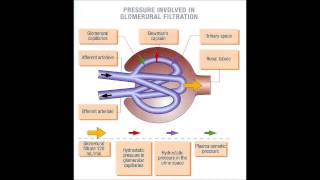 Urology Lecture a05 [upl. by Furgeson]