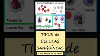 Tipos de Células Sanguíneas Glóbulos Rojos y Blancos Elementos Formes de la Sangre Biología [upl. by Ttoille]