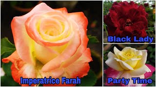 Rose Varieties Imperatrice Farah Black Lady Party Time and many more By Garden Gyan [upl. by Aronas]