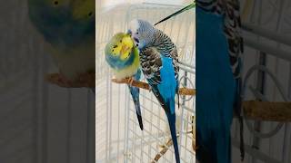 Happy budgies couple are courting each other ❤️ 🥰 birds budgies parakeet parrot [upl. by Leahcym962]