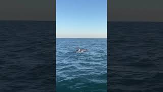 Majestic bottlenose dolphins off the coast of Albufeira Portugal sea dolphins portugal [upl. by Margarita]