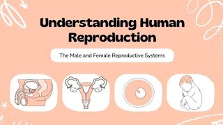 Human reproduction systemMale and Female reproductive systemBiologyScience GkEducational video [upl. by Rodenhouse]