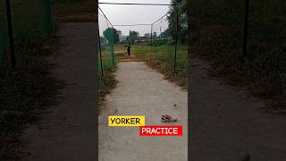 Yorker PracticeYorker SpecialistYorker Drills badalnishad shorts yorkers [upl. by Assanav]