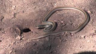 Snake Peeks 10 Dig it Western Patchnosed Snake Going After a Rodent [upl. by Cari765]