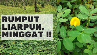 Cara Menanam Rumput Arachis Pintoi dan 5 Kelebihannya yang Perlu Anda Ketahui  Kebun Bangka 17 [upl. by Anaugahs]