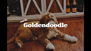 The Goldendoodle [upl. by Anselme]