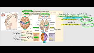 Lecture Video 10 The Brain [upl. by Naynek]