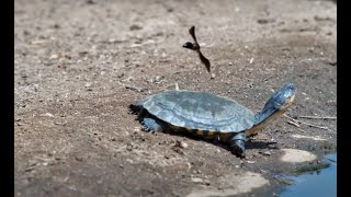 Terrapinturtle meditates as the Insects busy around him [upl. by Sileray]