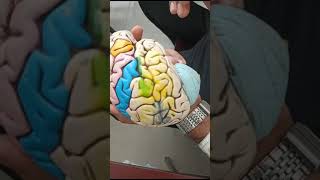 ।।Brain Model।।Bangla Demonstration।। [upl. by Ynnej]