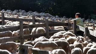 201609  Retour dEstives dans la vallée de Siguer [upl. by Yddub]