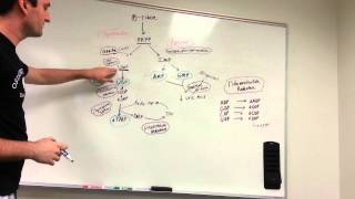 Purine and Pyrimidine synthesis pathway made easy [upl. by Nezah]