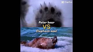 Polar bear vs elephant seal [upl. by Hilario]