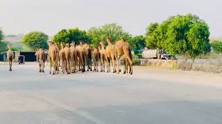 Camels crossing the road  walk  water  camels videos  camel camelcamelcamel relaxing [upl. by Zachariah]