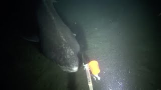 Greenland Shark Spotted [upl. by Hatch525]