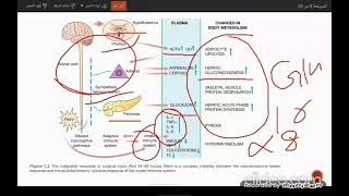 Metabolic response to Trauma [upl. by Ellwood494]