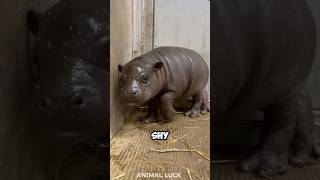 Discover the Pygmy Hippo 🦛 the smallest hippo species pygmyhippo [upl. by Burkley]