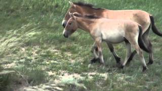 Wild Horses of Mongolia [upl. by Bathesda]