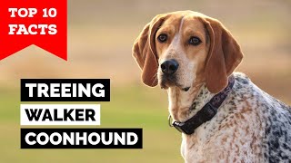 Treeing Walker Coonhound  Top 10 Facts [upl. by Samot]