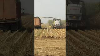 Corn silage harvest is so fun to watch tractor farming [upl. by Ecnahs187]