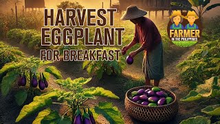 Harvest eggplant and cook  Philippine Farm Life farmvilph [upl. by Noitsuj776]