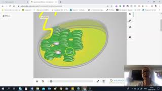 41 Les structures du chloroplaste [upl. by Petie]