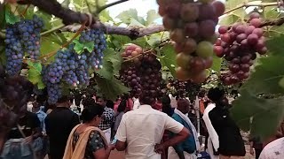 Cumbum grapes Farm Visit Theni tourist place grapes Farm\ jenis grapes Farm [upl. by Rodgiva33]