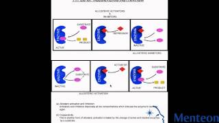 Allosteric Activation and Inhibition [upl. by Ennair437]